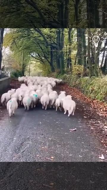 Border collie, the leading sheepherding dog #fypシ゚viral #trending #viralvideo #fypシ゚viral