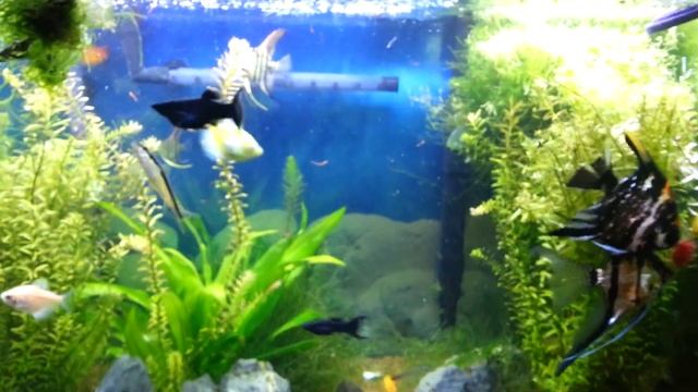 Feeding Blood Worm 9 22 13