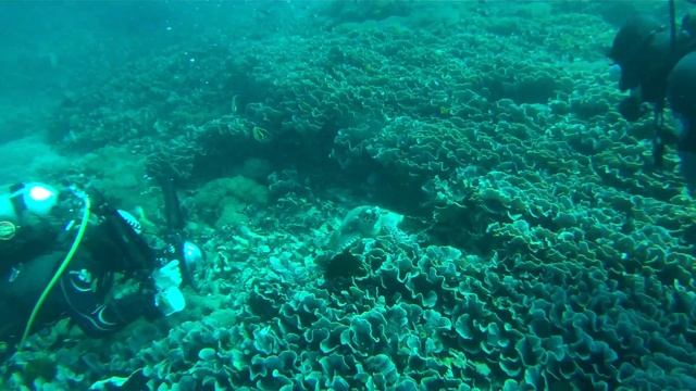 Черепаха на сайте Nusa Penida (drift) 21.11.14