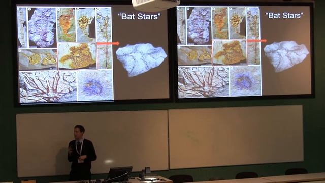 The diversification of early Asterozoa: resolving a palaeontological quandary