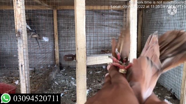 Pure Indian surkha breeder jora for sale bht munasib qimat me samiullah pigeon club