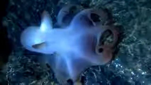 Awesome Types Of Octopus Under The Deep Blue Sea
