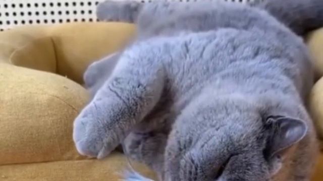 Кот и попугай. 😁