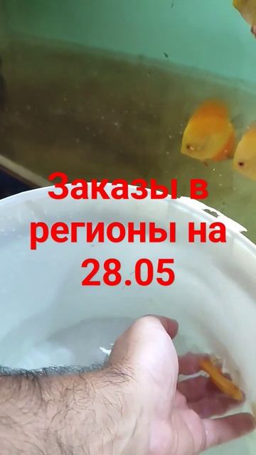 Дискусы , отправка в регионы . Плюс бонус .