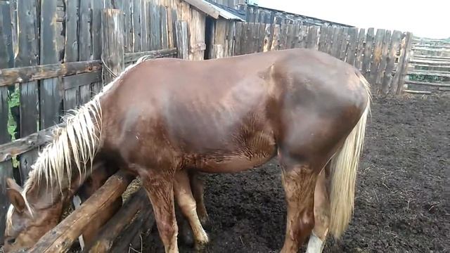 Жеребята