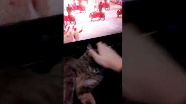 Мой кот 2 серия
