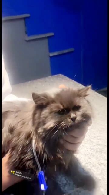 Cat Receives Treatment for Calici Virus #catlife #cat #catlover #kitten #vet #animals #lahore