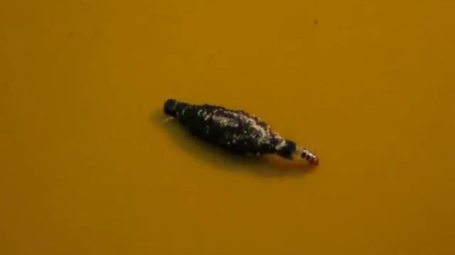 bagworm moth / мешочнеца