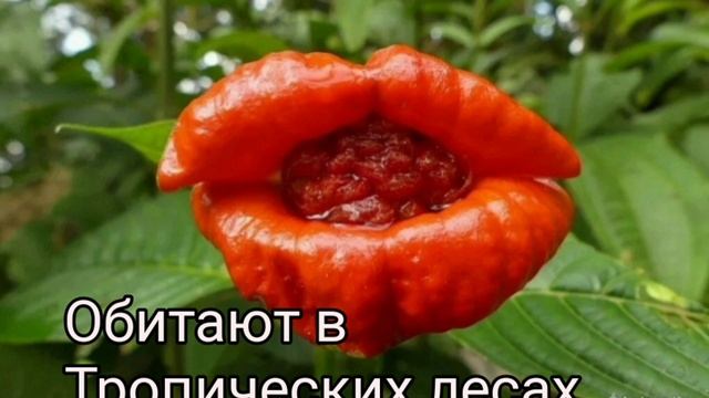 цветок Красные губы