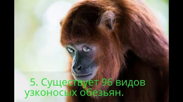 7 Фактов об обезьянах