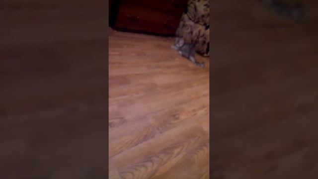 Прикол с кошкой