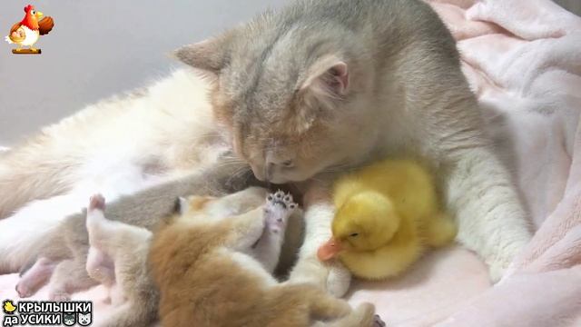 Утята и Цыплята - Кошки и котята - (103) Хвостики да Усики ❣️🥰😂mp4