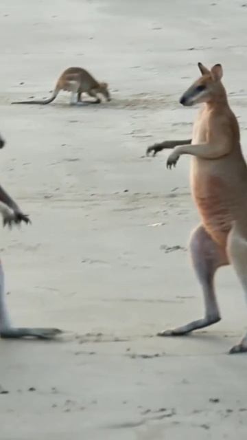 Kangaroo fight funny moments 😂😂! dhar dusarka kangarooua ke😂😂. #viralshorts #shorts #wildinindia