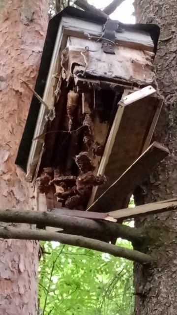 Медведь - первый "ДРУГ" роелова. Поймал почти пчёл.