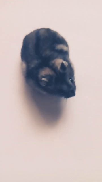 Степан хом'як а ця машина нормально?🤣