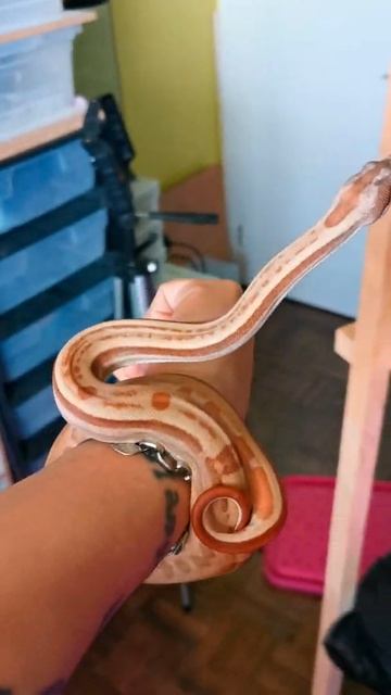 Boa Constrictor Male 2 Hypo Motley 66% Het Sterling Possible Het VPI  #shorts