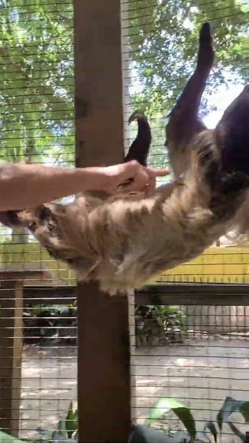 Baby Sloth! #shorts