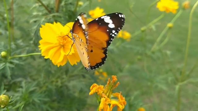 Beautiful butterfly || Cute and colourful butterfly flying || Nature Beauty