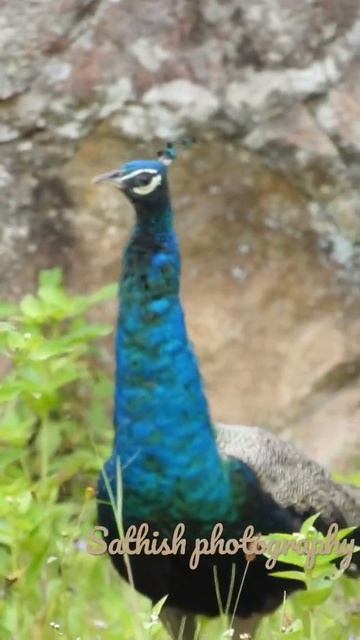 #peacock photography￼#Nature Photography#morning#Nature sounds