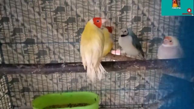 TERBARU!!!HARGA BURUNG DIKIOS RONI DISKON 20%...jalak hongkong,c.chungko.glod amadine