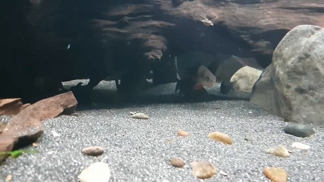 clown barbs
