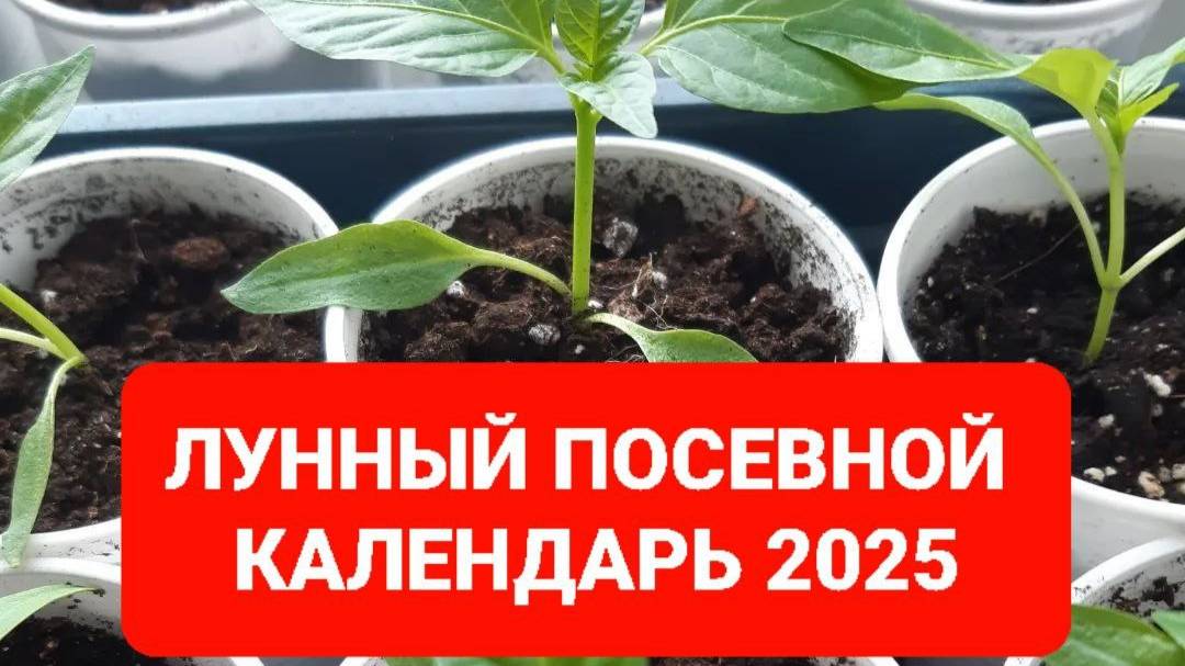 🌔 ЛУННЫЙ ПОСЕВНОЙ КАЛЕНДАРЬ НА ФЕВРАЛЬ, МАРТ, АПРЕЛЬ 2025 ГОДА 🌖