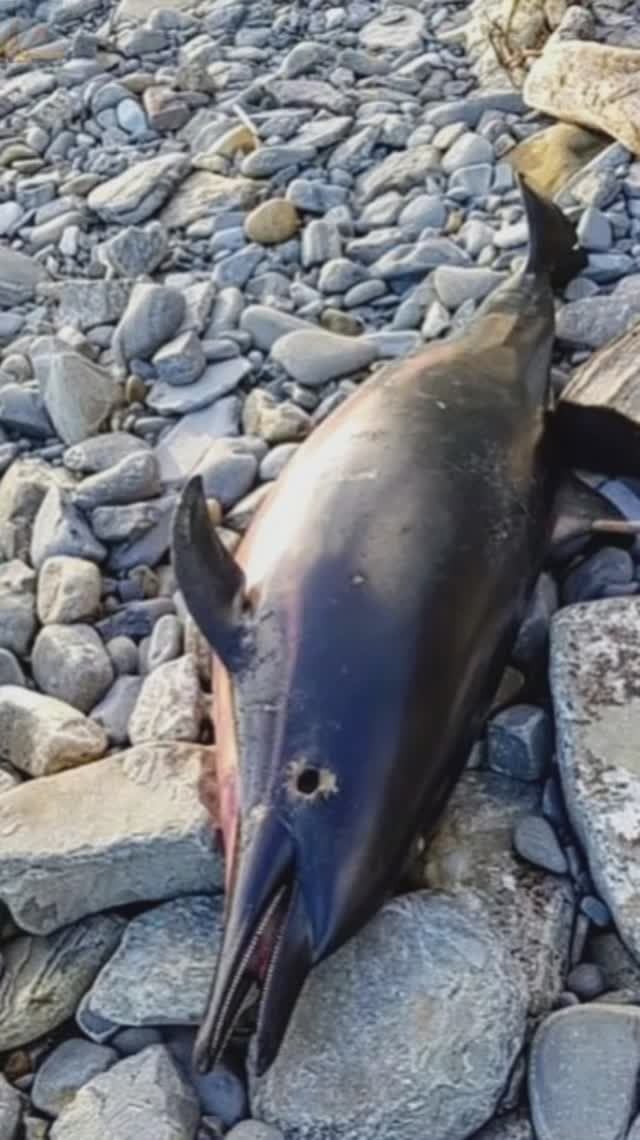 Массовая гибель дельфинов🐬❗  Черноморское побережье.