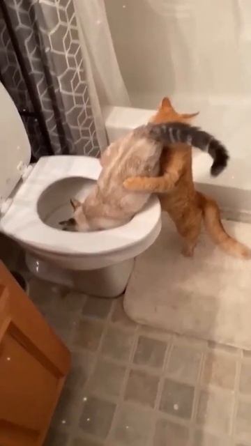Best Cats Hilarious Moments Ever! Funniest Dogs 🐶 And Cats 😹 - Best Funny Animal Videos 2023 😇 #115