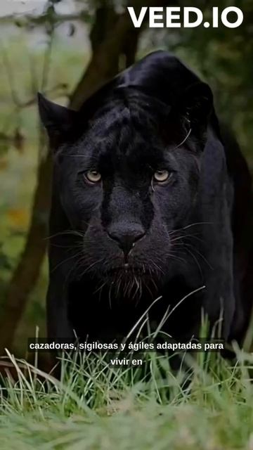 El enigma oscuro Explorando el fascinante mundo de las panteras negras y su misteriosa elegancia
