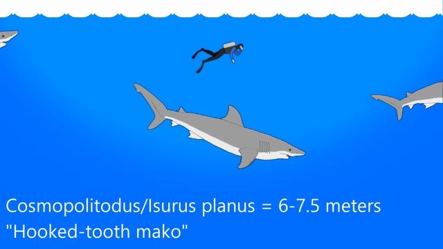 Great White Shark - Ancestor lineage - (Carcharodon carcharias) - Size Comparison