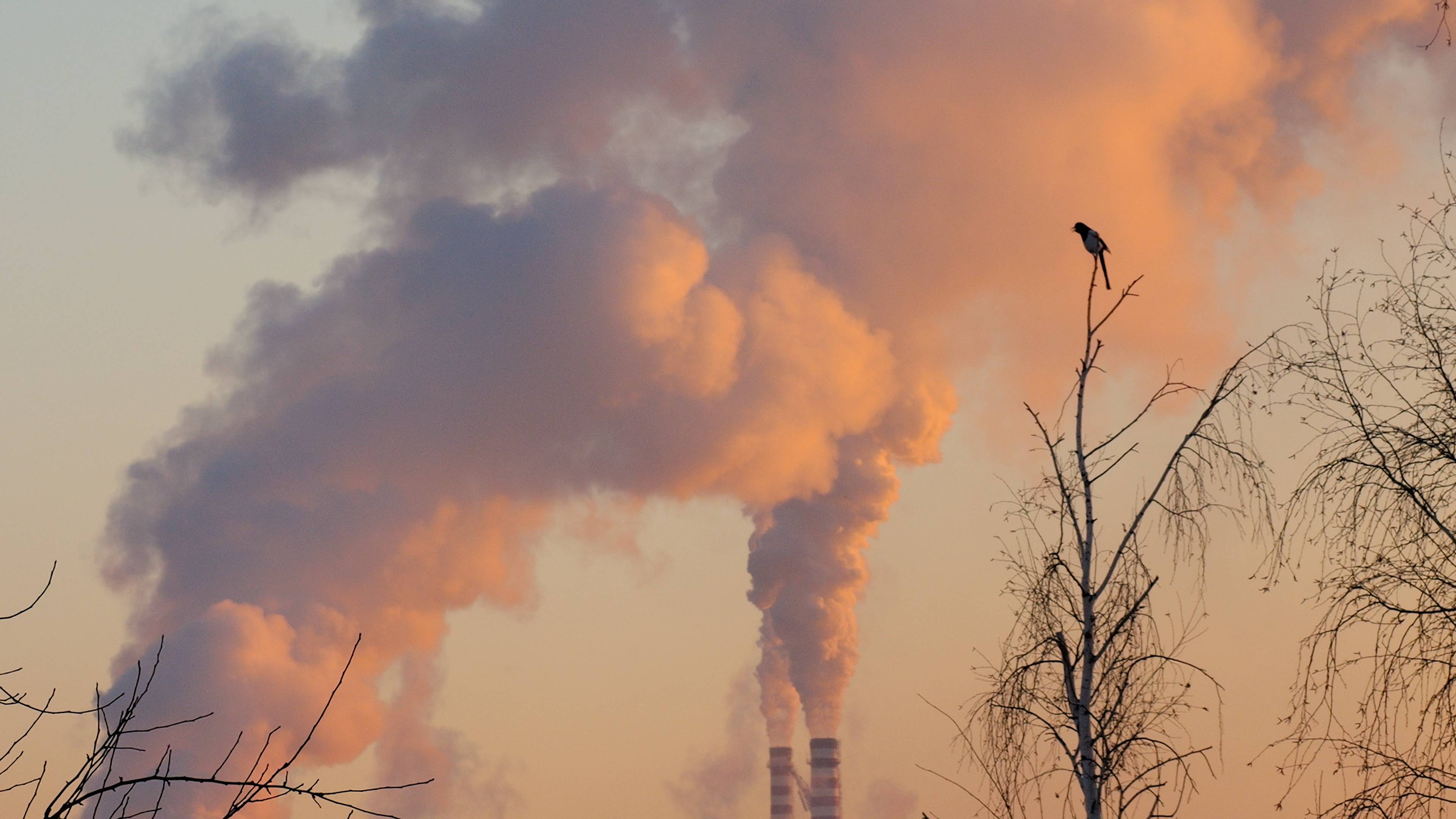Большое количество загрязнений Футаж -Трубы , закат, птица .