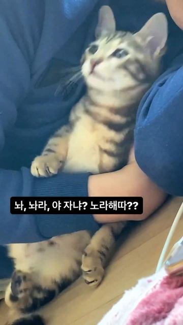 마롱 D-42 #아기고양이 #코리안숏헤어 #아메리칸숏헤어 #유기묘 #초보집사 #cat #kitten #초코젤리 @marong_punch