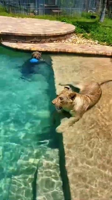 Jaguar and Lion Water Fight! AMAZING