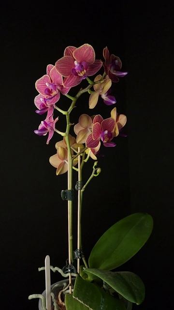 P.Tying Shin Phoenix