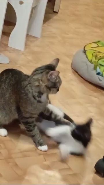 Наша кошка Мурка играет своим ребёнком