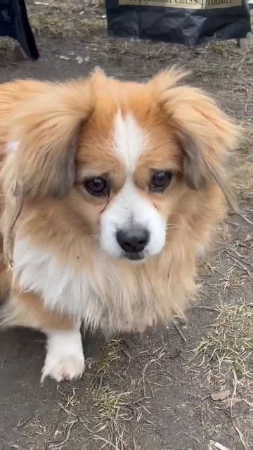 #гарний #рудий #пес #Мультик #beautiful #red #dog #Cartoon