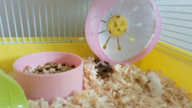 показываю хомяка на 100 подписчико) гача клуб