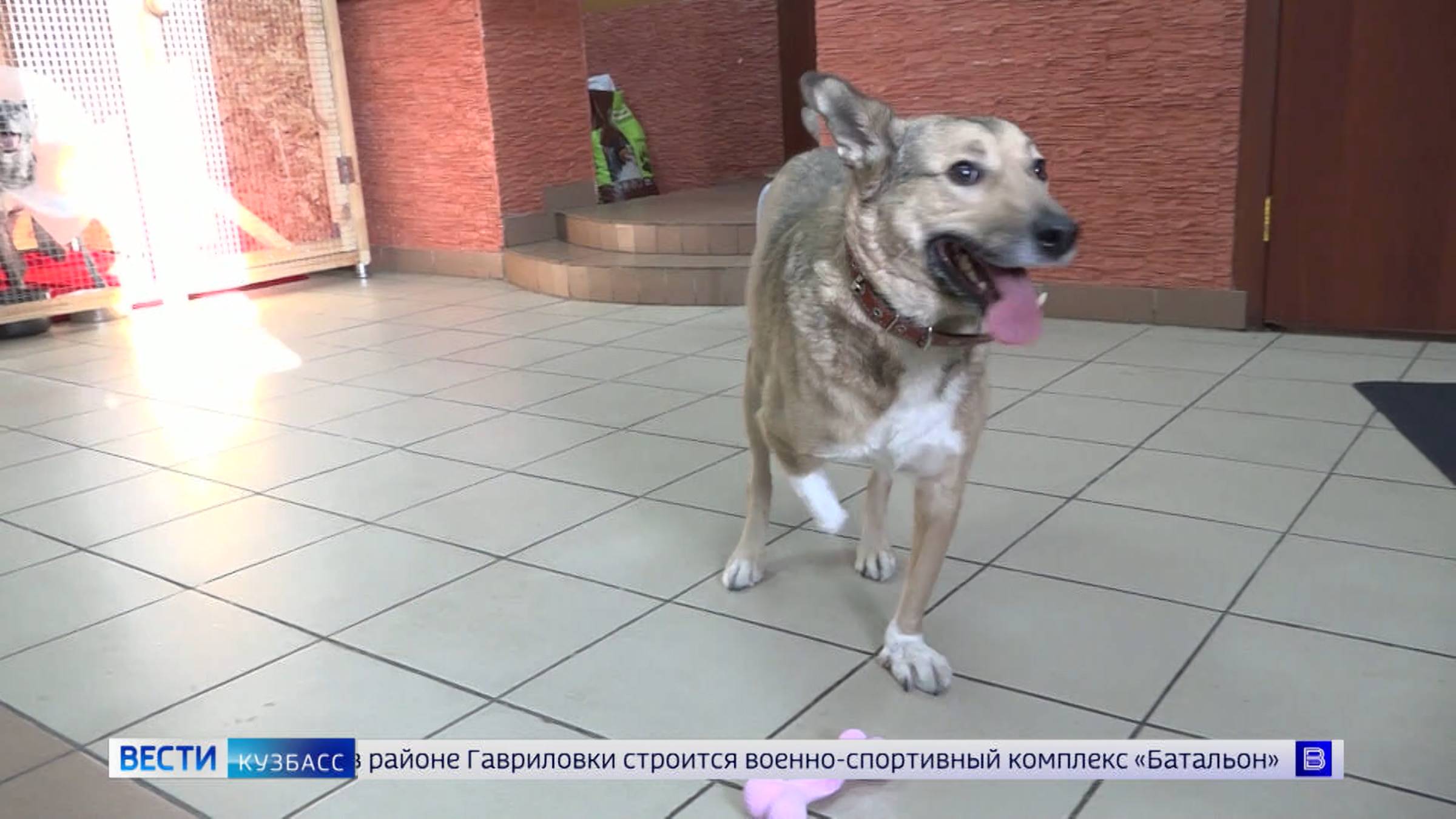 Правила для владельцев домашних питомцев утвердили в Кузбассе