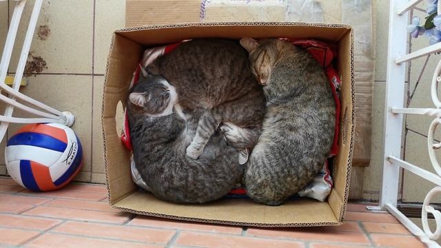 Кошки спят в коробке