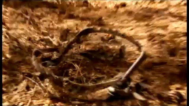 100 лет в Сибири Big.flv