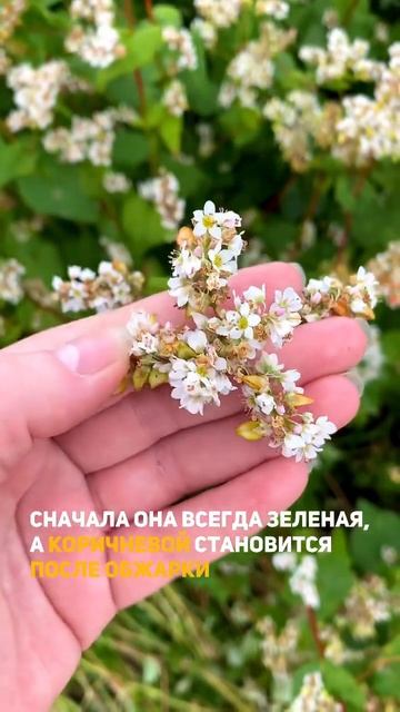 Сегодня на документально-познавательном))