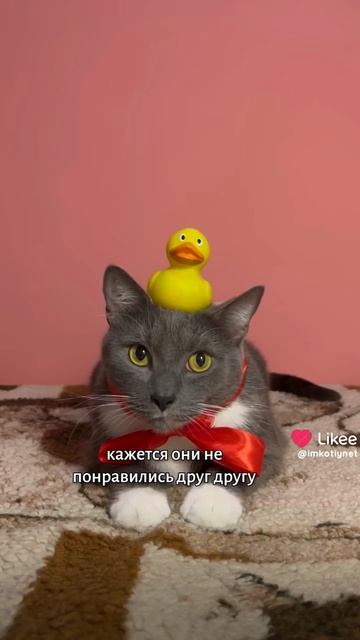 новый ученик под названием "Уткин" 🤣