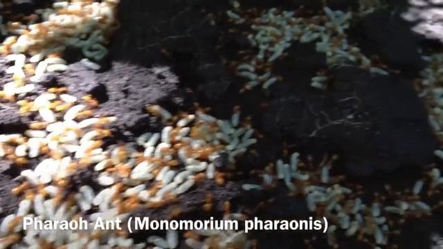 Lasius Flavus Ants?