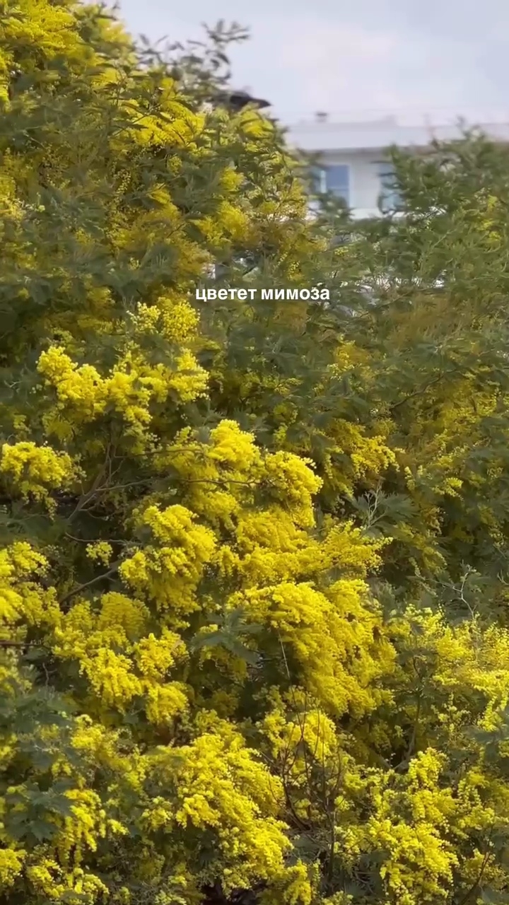 Цветет мимоза🌿🌿🌿