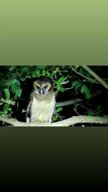 Brown Wood owl.. rare bird  spotting in dense forest