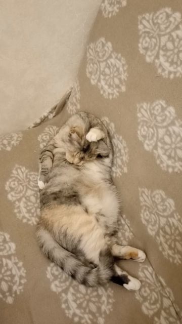 Лежачий моцион