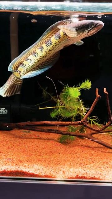 Feeding My Snakeheads Fish in the water-Channa