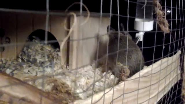 Degu hiding food