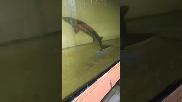 русский осётр