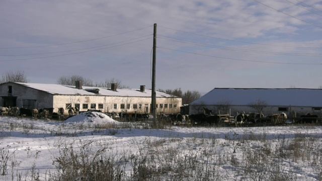 В Воронежской области снизилась численность крупного рогатого скота
